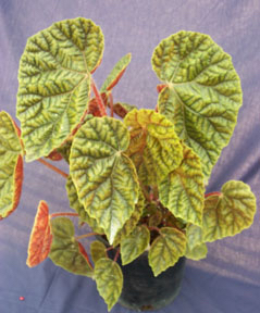 B. ‘(metallica x gehrtii)’